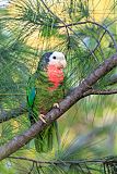 Cuban Parrot